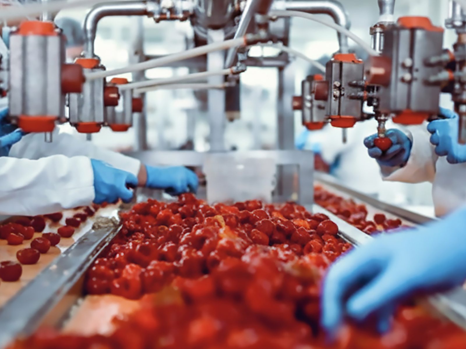 Operatori con guanti selezionano prodotto su una linea di produzione alimentare